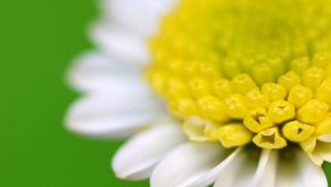 Preview wallpaper flower, white, yellow, green