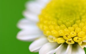 Preview wallpaper flower, white, yellow, green