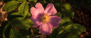 Preview wallpaper flower, wild rose, petals, leaves