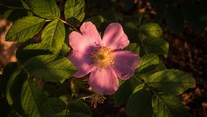 Preview wallpaper flower, wild rose, petals, leaves