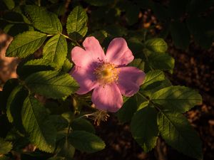 Preview wallpaper flower, wild rose, petals, leaves