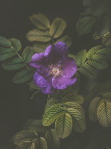 Preview wallpaper flower, wild rose, petals, leaves, dark