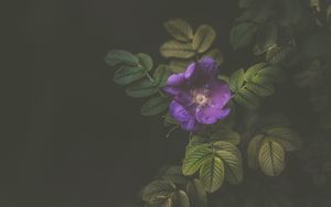 Preview wallpaper flower, wild rose, petals, leaves, dark