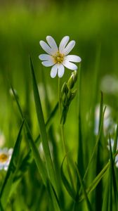 Preview wallpaper flower, wildflowers, macro, grass