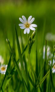 Preview wallpaper flower, wildflowers, macro, grass