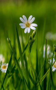 Preview wallpaper flower, wildflowers, macro, grass