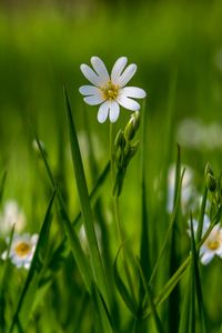 Preview wallpaper flower, wildflowers, macro, grass