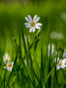 Preview wallpaper flower, wildflowers, macro, grass