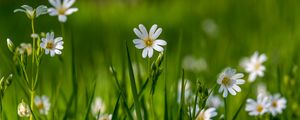 Preview wallpaper flower, wildflowers, macro, grass