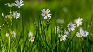 Preview wallpaper flower, wildflowers, macro, grass