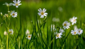 Preview wallpaper flower, wildflowers, macro, grass