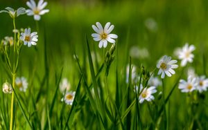 Preview wallpaper flower, wildflowers, macro, grass