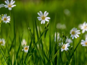 Preview wallpaper flower, wildflowers, macro, grass