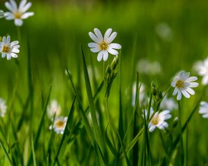 Preview wallpaper flower, wildflowers, macro, grass