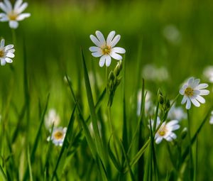 Preview wallpaper flower, wildflowers, macro, grass