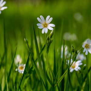 Preview wallpaper flower, wildflowers, macro, grass