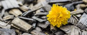 Preview wallpaper flower, wood, bud