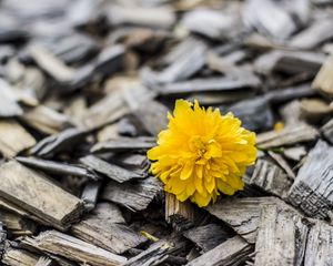 Preview wallpaper flower, wood, bud