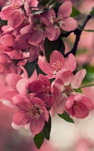 Preview wallpaper flower, wood, shrub, spring, bloom