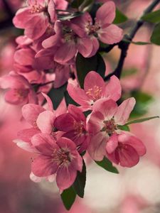 Preview wallpaper flower, wood, shrub, spring, bloom