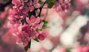 Preview wallpaper flower, wood, shrub, spring, bloom