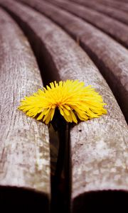 Preview wallpaper flower, wooden, dandelion, surface