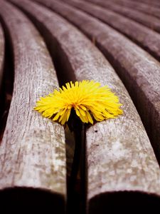 Preview wallpaper flower, wooden, dandelion, surface