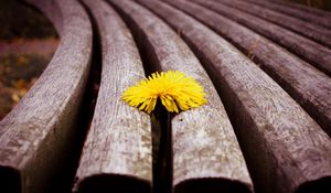 Preview wallpaper flower, wooden, dandelion, surface