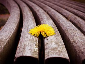 Preview wallpaper flower, wooden, dandelion, surface