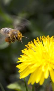 Preview wallpaper flower, yellow, bee, pollination