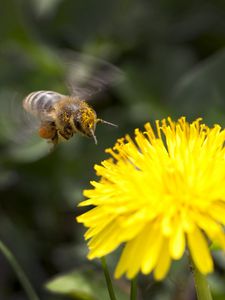 Preview wallpaper flower, yellow, bee, pollination