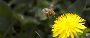 Preview wallpaper flower, yellow, bee, pollination