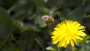 Preview wallpaper flower, yellow, bee, pollination