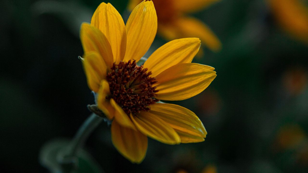 Wallpaper flower, yellow, bloom, plant, closeup