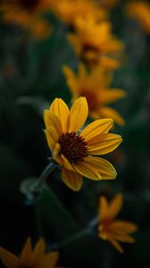 Preview wallpaper flower, yellow, bloom, plant, closeup