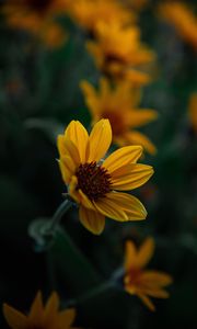 Preview wallpaper flower, yellow, bloom, plant, closeup