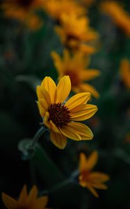 Preview wallpaper flower, yellow, bloom, plant, closeup