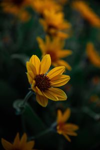 Preview wallpaper flower, yellow, bloom, plant, closeup