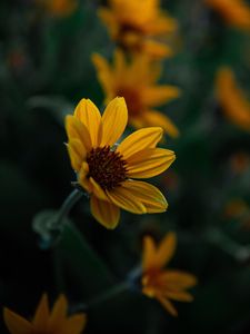 Preview wallpaper flower, yellow, bloom, plant, closeup
