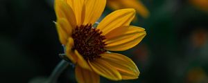 Preview wallpaper flower, yellow, bloom, plant, closeup