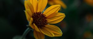 Preview wallpaper flower, yellow, bloom, plant, closeup