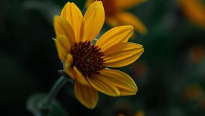 Preview wallpaper flower, yellow, bloom, plant, closeup