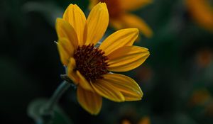 Preview wallpaper flower, yellow, bloom, plant, closeup