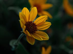 Preview wallpaper flower, yellow, bloom, plant, closeup