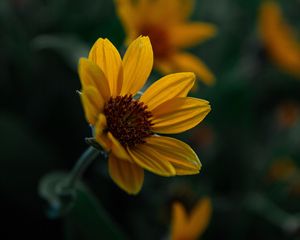 Preview wallpaper flower, yellow, bloom, plant, closeup