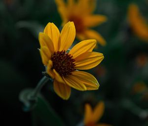 Preview wallpaper flower, yellow, bloom, plant, closeup