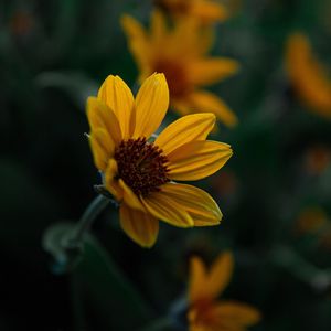 Preview wallpaper flower, yellow, bloom, plant, closeup