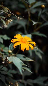 Preview wallpaper flower, yellow, bloom, close-up