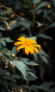 Preview wallpaper flower, yellow, bloom, close-up