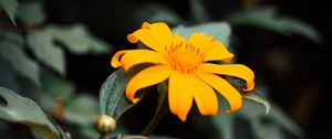 Preview wallpaper flower, yellow, bloom, close-up